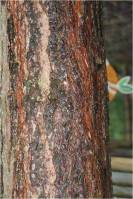 Scots pine fissured bark  01